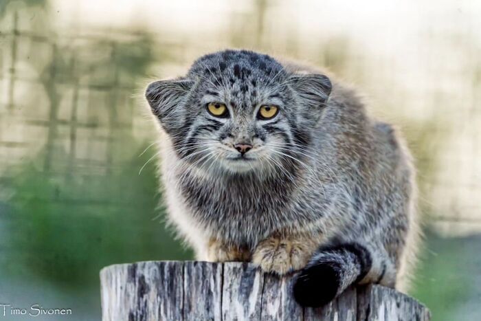 Грозный Мимишонок