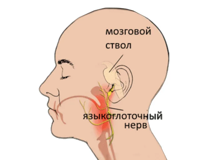 Анатомия за 1 минуту. Языкоглоточный нерв - Анатомия, Нервы, Голова, Мозг, Научпоп