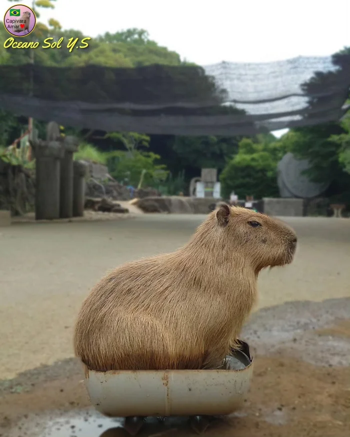 The bath is too small :3 - Wild animals, Zoo, Capybara, Rodents, Capacitance