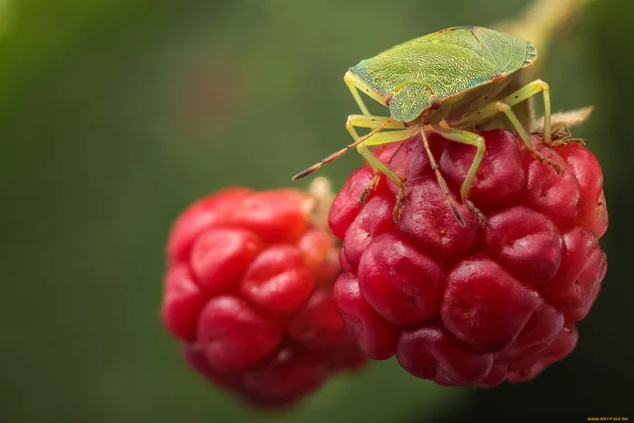 Stink bug: Chemical troops on raspberry bushes. Why does the green bug stink so much? - Bedbugs, Insects, Animals, Wild animals, Yandex Zen, Yandex Zen (link), Longpost, Arthropods, Shield, Green wood shield