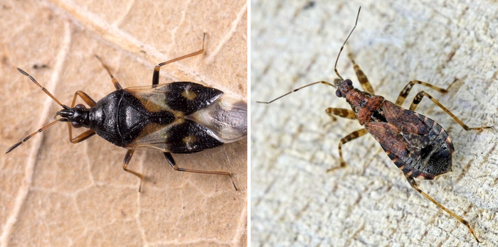 Вот так выглядят настоящие герои! Слева — орис левигатус, справа — свирепый охотник.