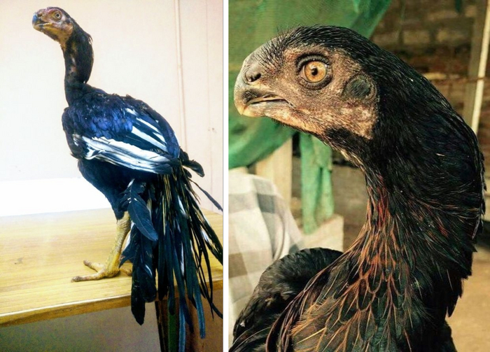 Говорят, что курица — ближайший родственник тирекса. И с этой породой в это не сложно поверить.