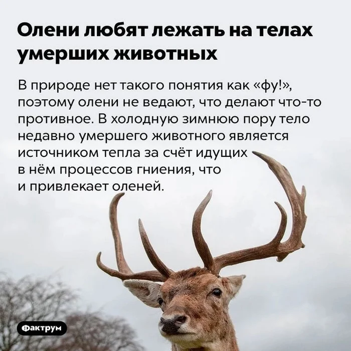 Useless fact - Deer, Putrefaction, wildlife, Warmth, Picture with text, Factrum