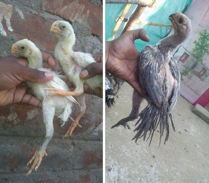 Даже их цыплята выглядят так, будто они готовы к поединку.