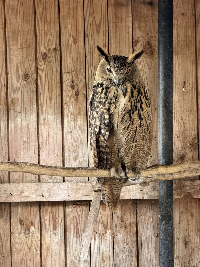 Этот взгляд