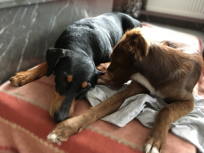 Вкусное ухо