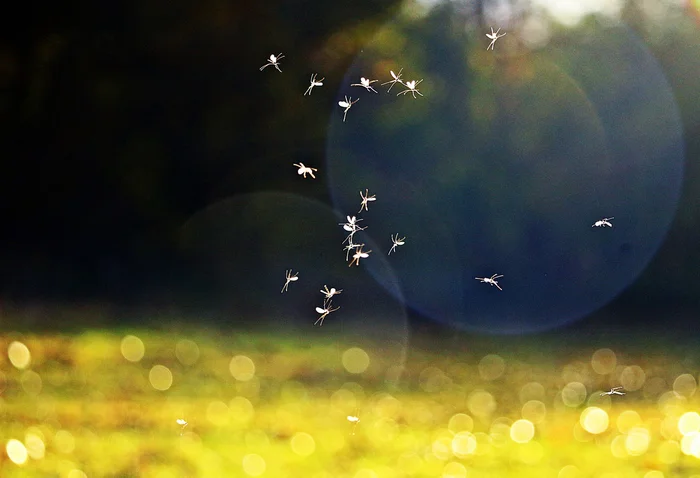 All our lives we notice, but ignore: What kind of clouds of midges can you often find on a walk in the summer? - Midges, Summer, Insects, Animals, Wild animals, Yandex Zen, Yandex Zen (link), Longpost