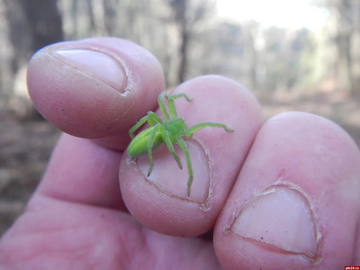Мда, кутикулу тебе подравнять точно надо...