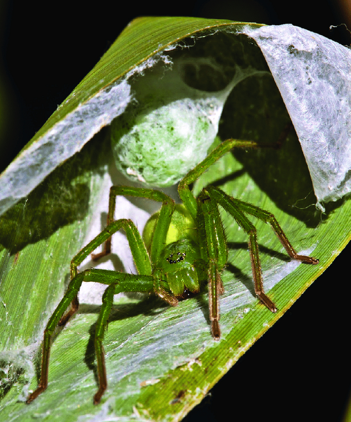 Какие необычные обои в детской...