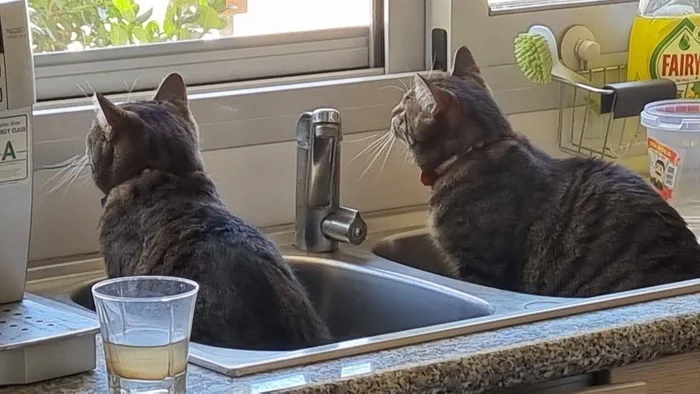 Now I understand why double sinks are needed - My, cat, Pets, Mobile photography, Kitchen