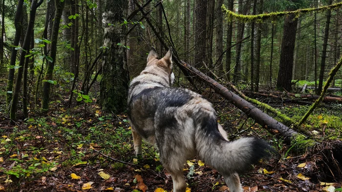 Wolfdog - Wolfhound, The photo, Hybrid, Animals, Forest