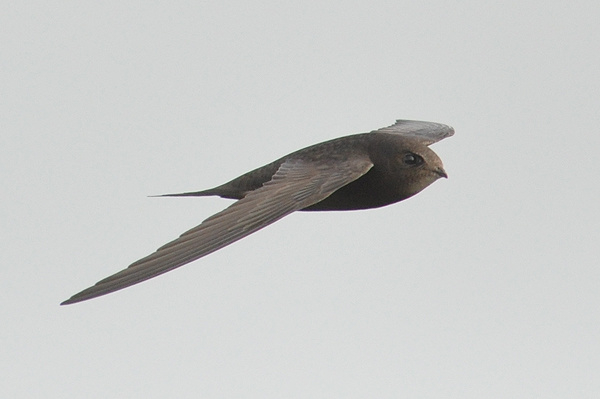 Black Swift: Broken Bird. You will be surprised how much madness and anomalies there are in their lives. - Black Swift, Birds, Animals, Wild animals, Yandex Zen, Yandex Zen (link), Longpost