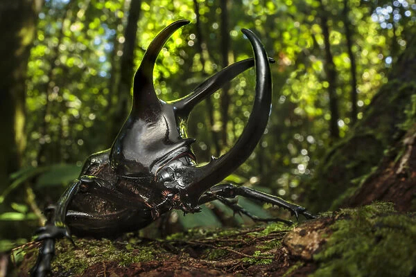 А вы думаете, зачем мне рога? Правильно, чтобы небо держать!