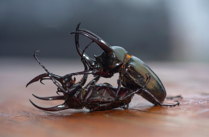 Это не то, о чём вы подумали! Мы, вообще-то, сражаемся!