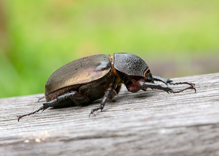 А вот и та красотка, из-за которой в жучином мире происходит весь сыр-бор. Как видите, рогов у самок нет. Да и панцирь у неё не такой глянцевый, как у парней.