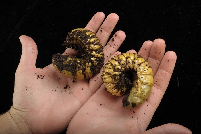 Некрасивых детей не бывает!