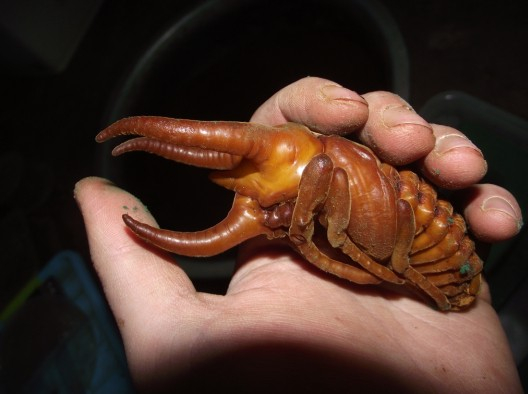 Эта жутковатая картошка, на самом деле, куколка атласного жука. Совсем скоро он превратится во взрослую особь!