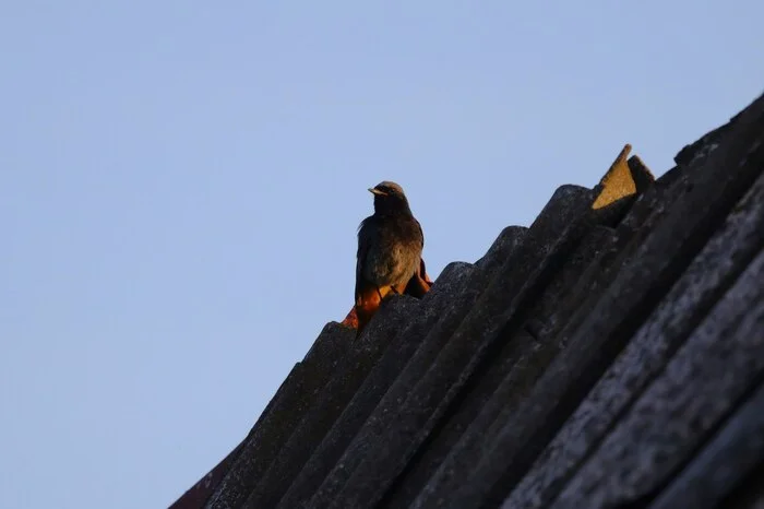 Insect detection system redtail-1 - My, Crossposting, Redstart, Birds, The photo