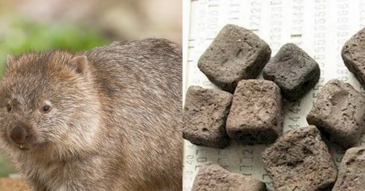 Экскременты вомбата. Экскременты вомбата. Короткошёрстный вомбат. Животное которое какая кубиками. Какашки вомбата.