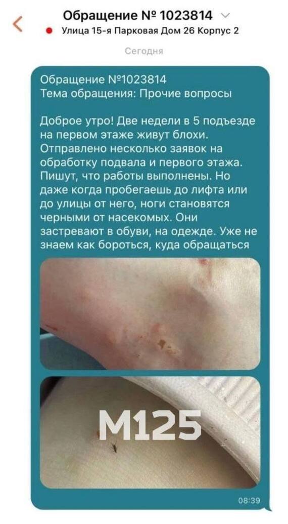 Fleas attacked a high-rise building in Moscow - My, Moscow, Moscow region, The photo, Screenshot, Insects, Epidemic, Neighbours, Troubled neighbors, Pets, Problem, Fear, Abomination, Help, Longpost