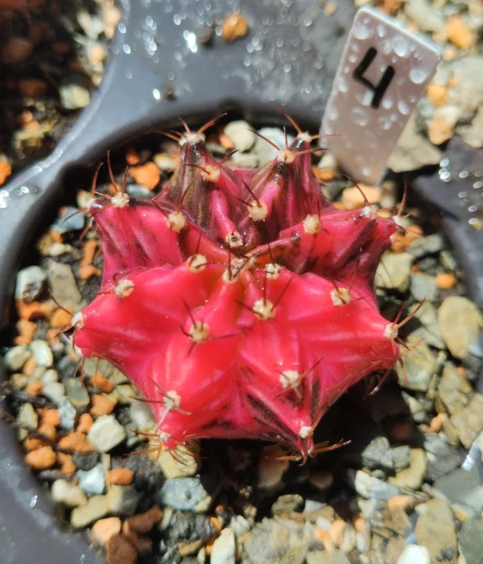 Gymnocalycium mihanovicha variegata or colored cacti - My, Houseplants, Cactus, Plants, Hobby, Succulents, Exotic, Gardening, Garden, Longpost, Bloom, Presents, Plant growing