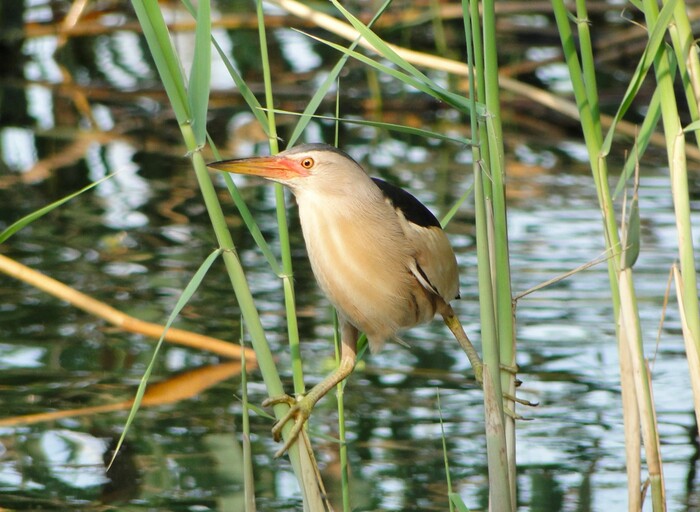 ���� �����