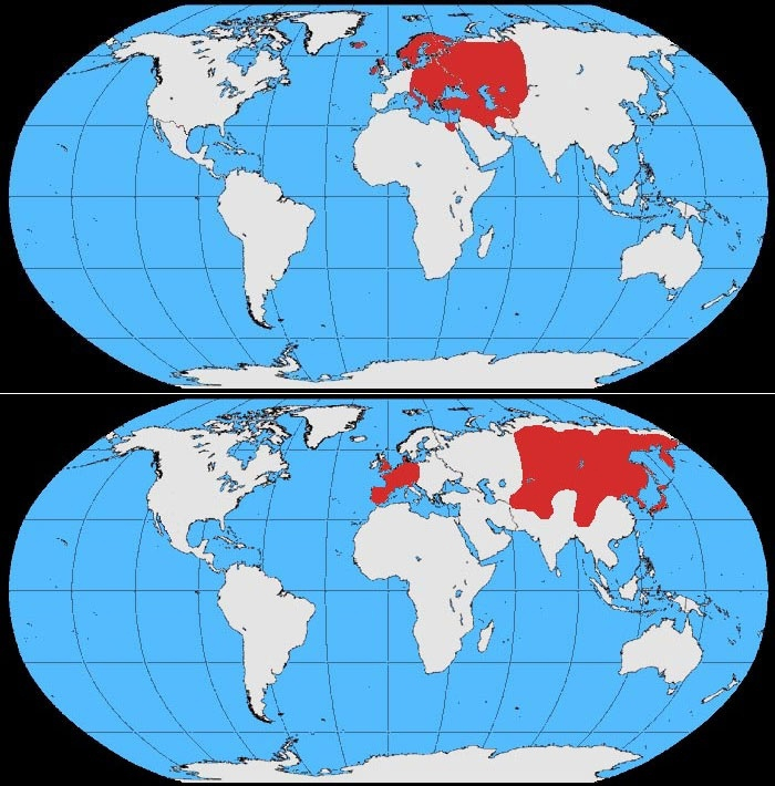 This is why many people confuse crow and raven. There is a “secret” species of bird that few people know about - Crow, Birds, Animals, Wild animals, Yandex Zen, Yandex Zen (link), Longpost