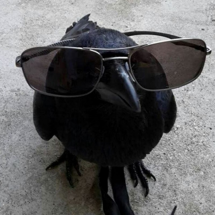 Когда разобрался во всей этой вороньей систематике.