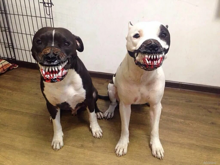 А чтобы прогулка в наморднике была веселее, попробуйте один из нашей подборки!