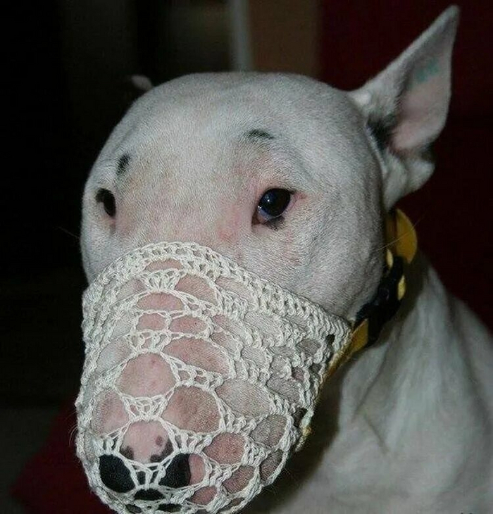 Бультерьер у бабушки на каникулах.