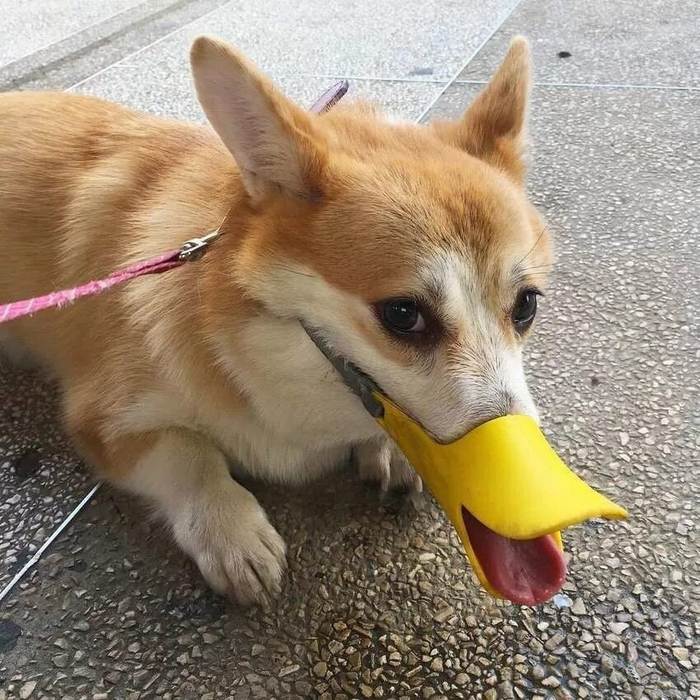 Когда уточек в пруду кормят, а тебя — нет.