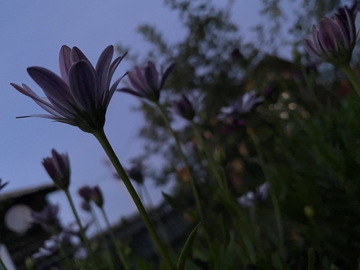 ������������ �������