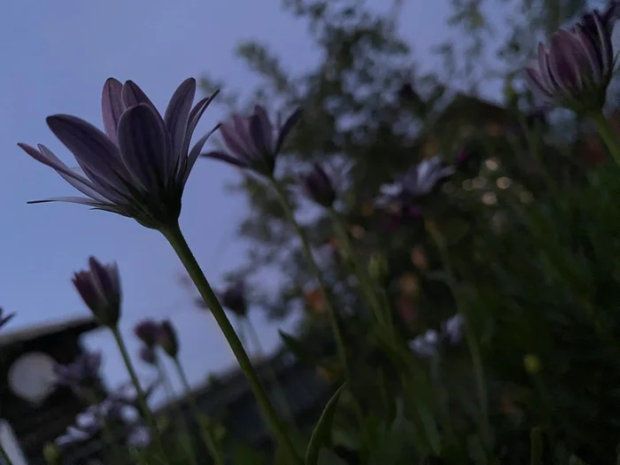 Osteospermum Ballad - My, Nature, Plants, Village, Evening, The photo