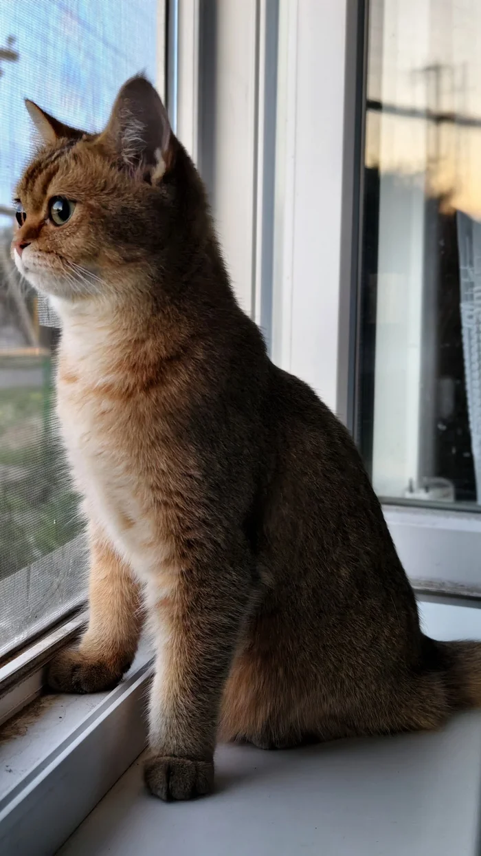 It was getting dark - My, cat, Milota, Fluffy, Pets, The photo