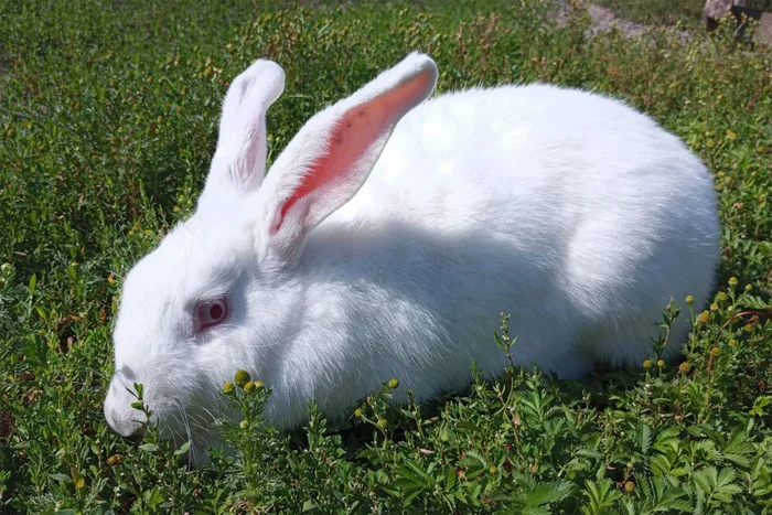 A new meat-skin breed of rabbit has been created in Russia - Rabbit, Russian scientists, Pets, Rabbit breeding, Breeding, Breed