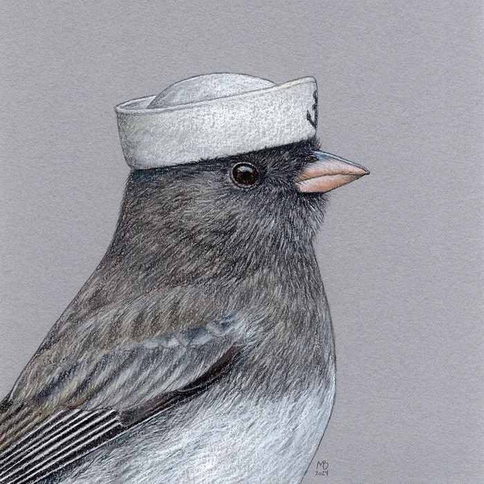 Young junco - My, Art, Drawing, Birds, Animalistics, Traditional art, Birds in hats, Pastel, cabin boy, Sailor