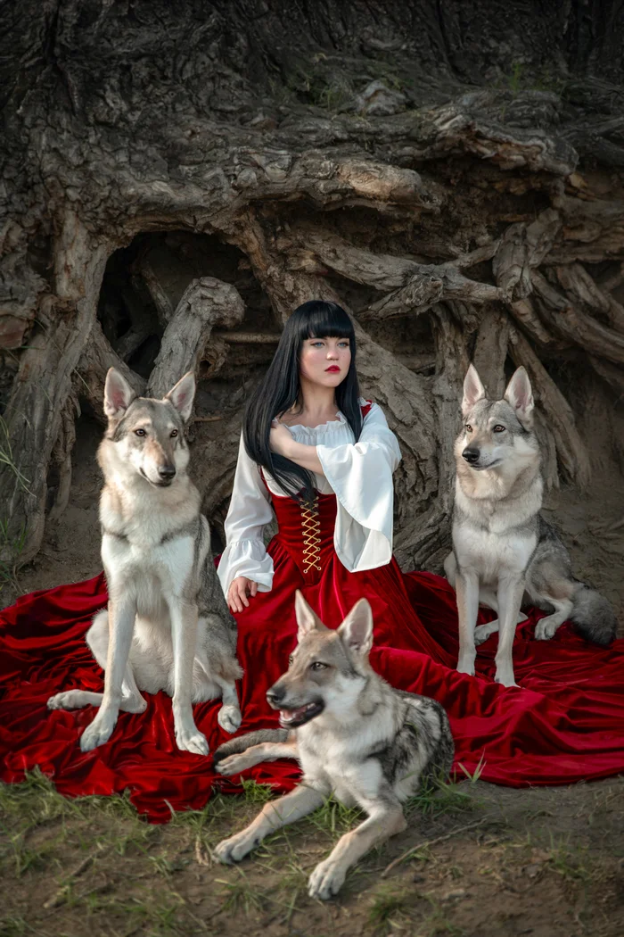 Filming with wolf dogs - My, Czechoslovak Vlcak, PHOTOSESSION, Story, Wolf, Little Red Riding Hood, Cosplay, Longpost, The photo