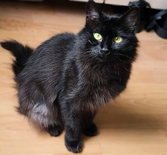 Fluffy black cat girl Knight, looking for a family - My, cat, Kittens, Small cats, Cat lovers, Black cat, No rating, Longpost, In good hands, Is free, Homeless animals, Animal shelter, Pets, Moscow, Moscow region