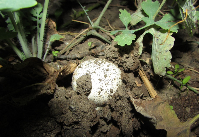Надо ли поливать шампиньоны в огороде если нет дождя?
