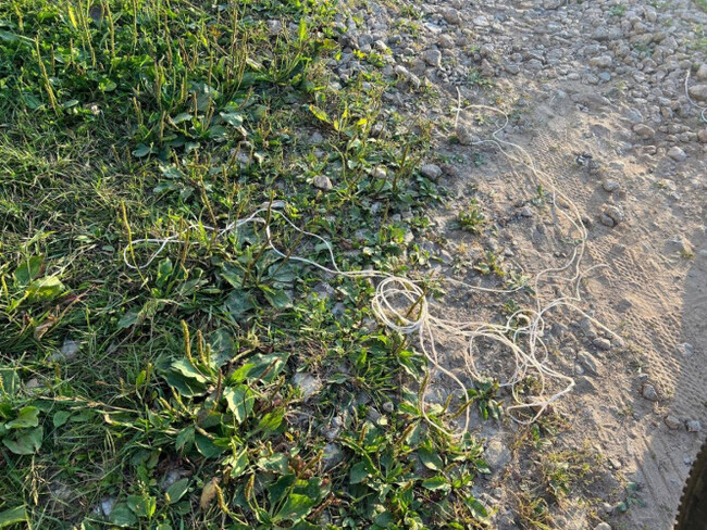 "Верёвка, которой связали собаку". - ТИА новости.