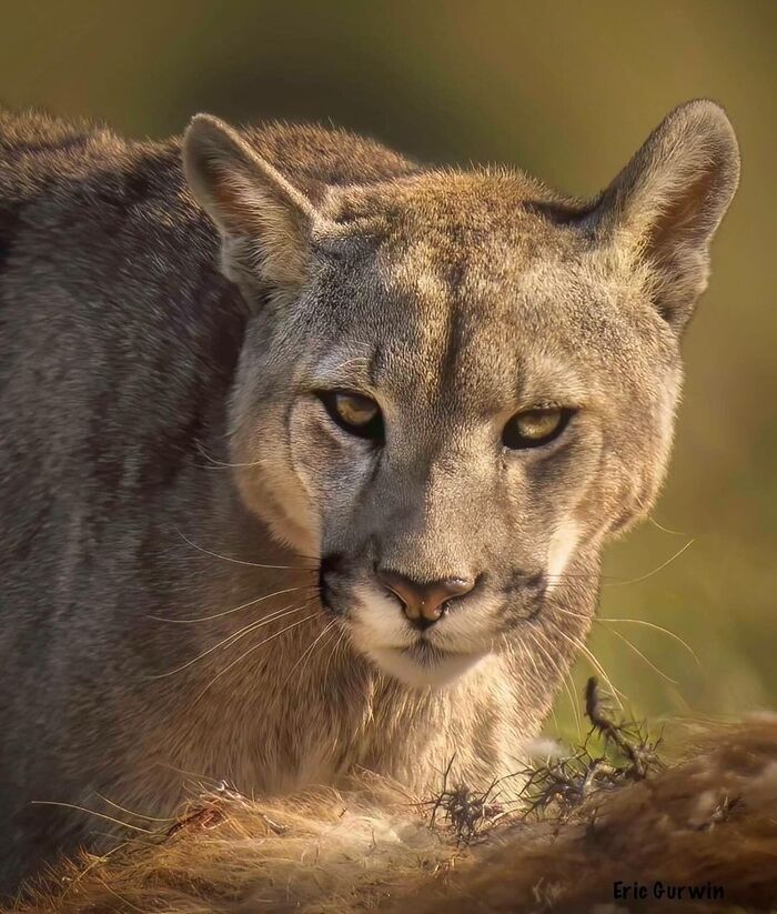 Puma - Puma, Small cats, Cat family, Predatory animals, Wild animals, wildlife, Patagonia, South America, The photo