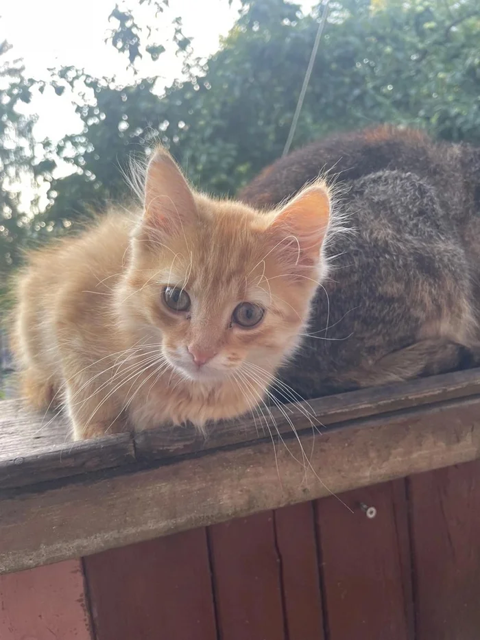 Village saffron milk cap, grew up in a sunny meadow. And now I’m ready to go home to the city - Saint Petersburg, Leningrad region, cat, In good hands, Helping animals, Video, Youtube, Longpost