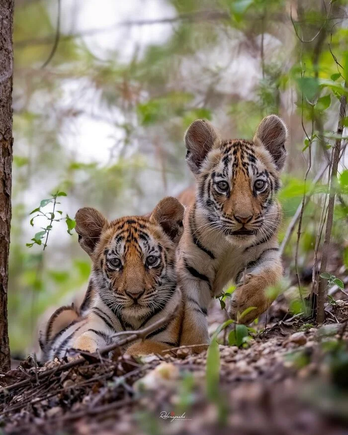 Curious tiger cubs - Tiger cubs, Bengal tiger, Tiger, Big cats, Cat family, Predatory animals, Wild animals, wildlife, National park, India, The photo