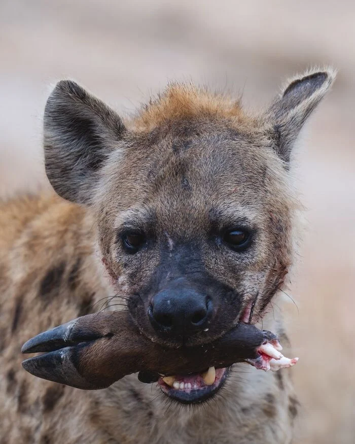 One happy hyena - Spotted Hyena, Hyena, Predatory animals, Wild animals, wildlife, Kruger National Park, South Africa, The photo, Mining, Legs