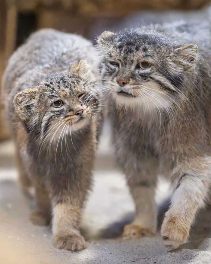 � ������ �� �� ���� ����������?