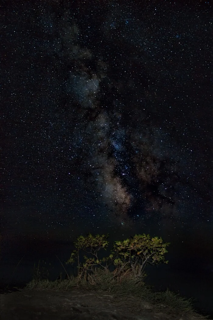 Bush) - My, Astrophoto, Starry sky, Milky Way, Night shooting, Crimea