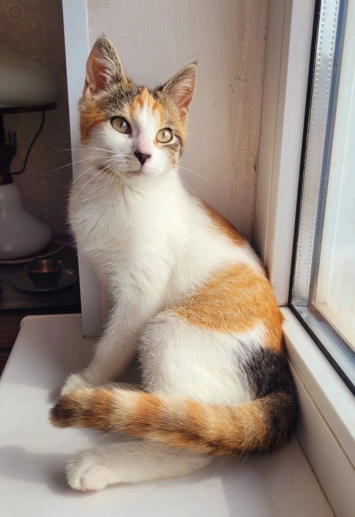 Помогаем. Кошечка с глазами цвета осени, в добрые ручки