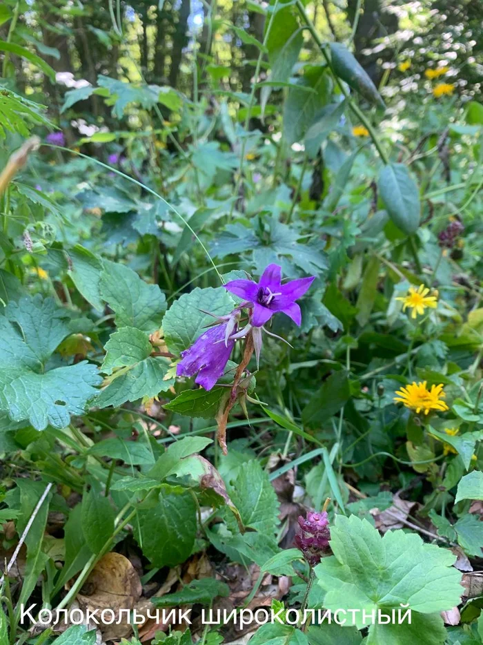 Blooming now - Plants, Bloom, Krasnaya Polyana, Caucasus, Краснодарский Край, Sochi, wildlife, Picture with text, Informative, Telegram (link), Longpost