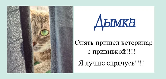Cognitive behavioral therapy (CBT) and cats. Part 3. Cognitive distortions - find and neutralize - My, Cognitive Behavioral Therapy, cat, Milota, Humor, Psychology, Psychotherapy, Longpost, Series Cognitive behavioral therapy CBT and cats