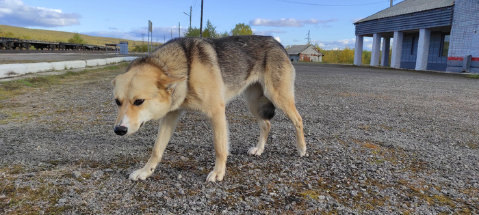 Посёлок-призрак Нял у железной дороги на крайнем севере. Пятиэтажка посреди гор и озёр заполярья Крайний север, Поселок, Заполярье, Железная дорога, Заброшенное, Яндекс Дзен, Длиннопост Посёлок-призрак Нял у железной дороги на крайнем севере. Пятиэтажка посреди гор и озёр заполярья Крайний север, Поселок, Заполярье, Железная дорога, Заброшенное, Яндекс Дзен, Длиннопост